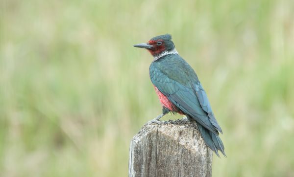 Cost of Woodpecker Hole Patching in Post Falls