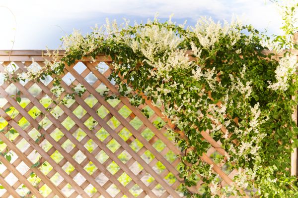 Cost of Lattice Repair in Post Falls