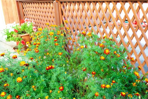 Cost of Decorative Lattice Mounting in Post Falls