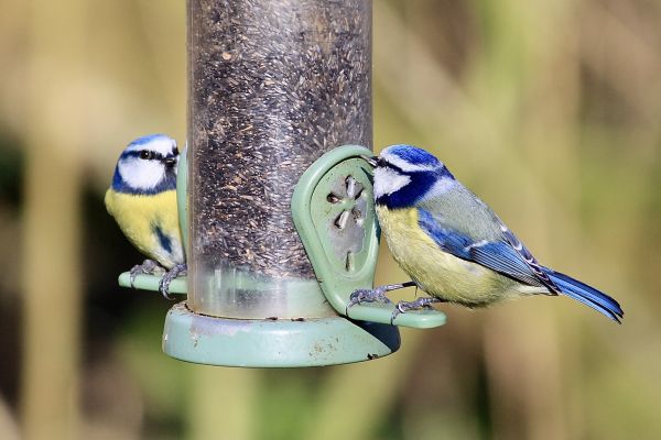 Bird Feeder Mounting Service in Post Falls