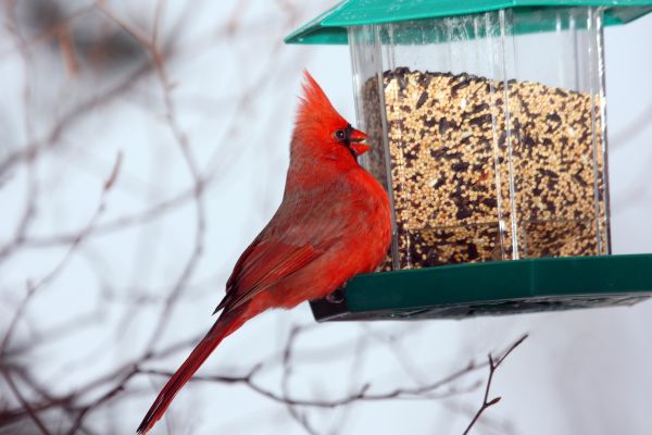 Bird Feeder Hanging in Post Falls